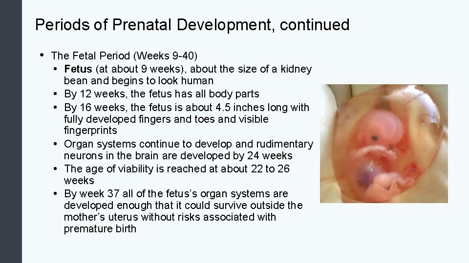 Periods of Prenatal Development, continued • The Fetal Period (Weeks 9 -40) • Fetus