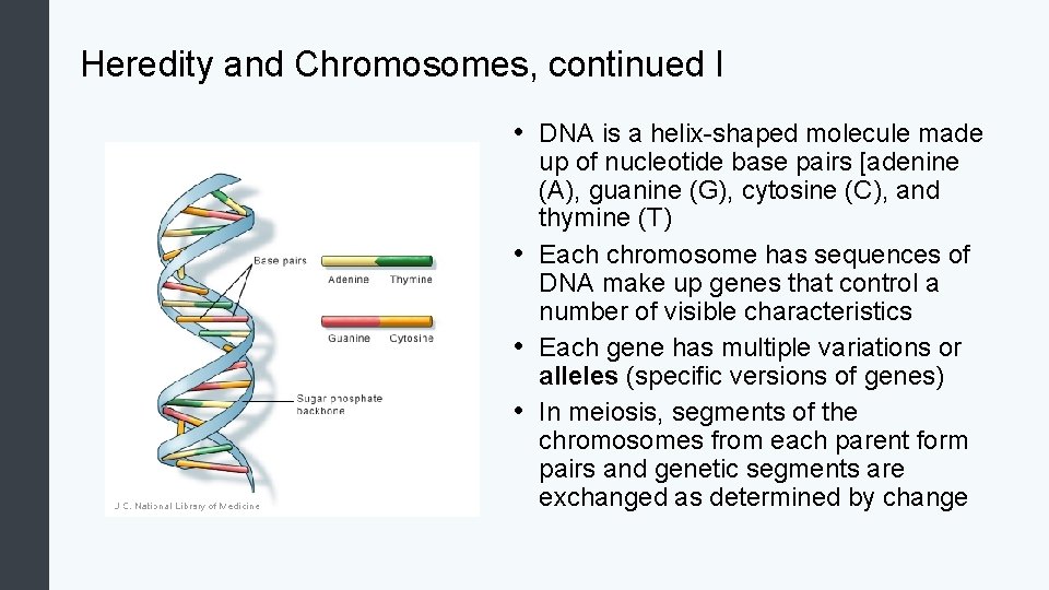 Heredity and Chromosomes, continued I • DNA is a helix-shaped molecule made up of