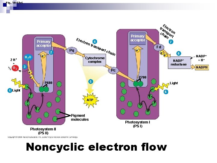 Fig. 10 -13 -5 Ele c Primary acceptor 2 H+ + 1/ O 2