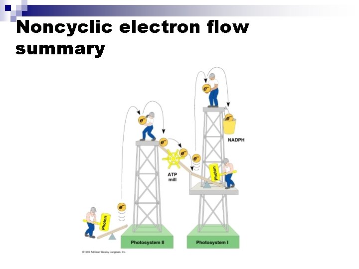 Noncyclic electron flow summary 