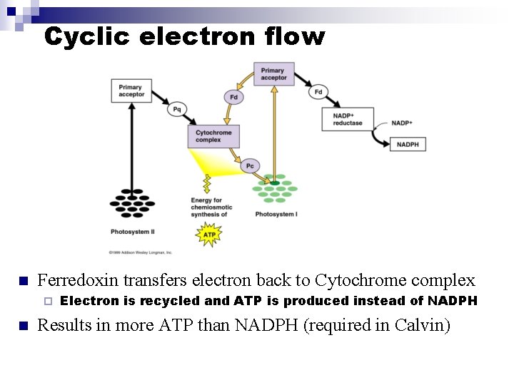 Cyclic electron flow n Ferredoxin transfers electron back to Cytochrome complex ¨ n Electron