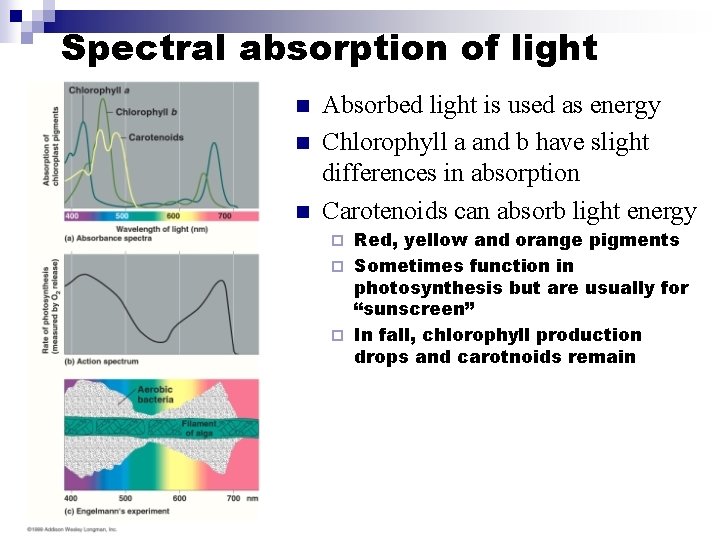 Spectral absorption of light n n n Absorbed light is used as energy Chlorophyll