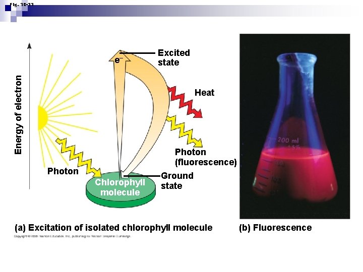 Fig. 10 -11 Energy of electron e– Excited state Heat Photon (fluorescence) Photon Chlorophyll