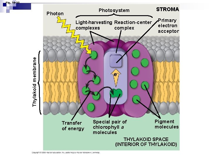 Fig. 10 -12 Photosystem STROMA Light-harvesting Reaction-center complexes Primary electron acceptor Thylakoid membrane Photon