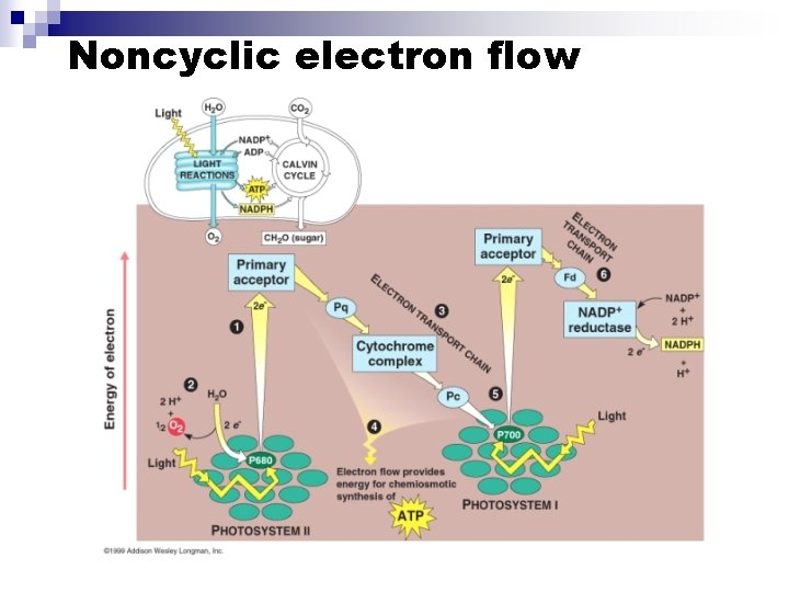 Noncyclic electron flow 