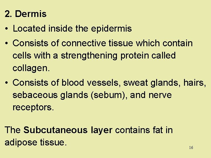 2. Dermis • Located inside the epidermis • Consists of connective tissue which contain