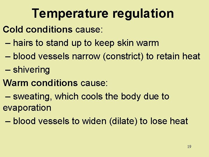 Temperature regulation Cold conditions cause: – hairs to stand up to keep skin warm