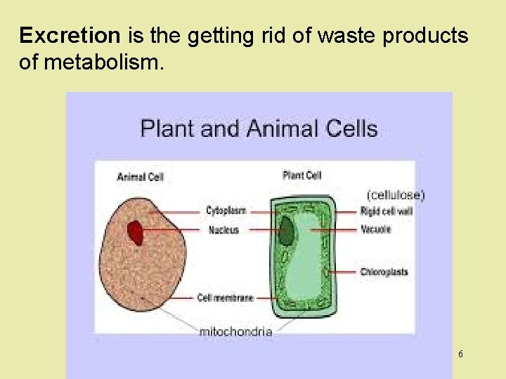 Excretion is the getting rid of waste products of metabolism. 6 