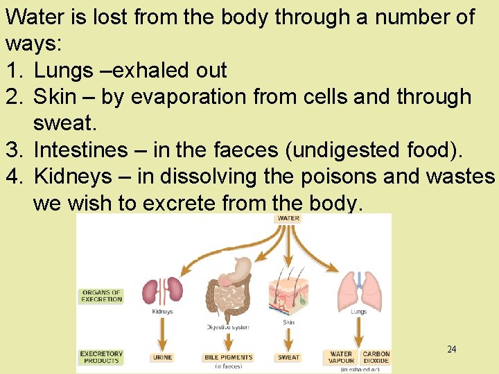 Water is lost from the body through a number of ways: 1. Lungs –exhaled