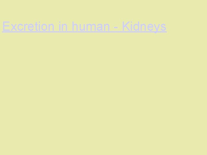 Excretion in human - Kidneys 