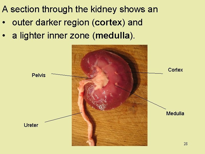 A section through the kidney shows an • outer darker region (cortex) and •