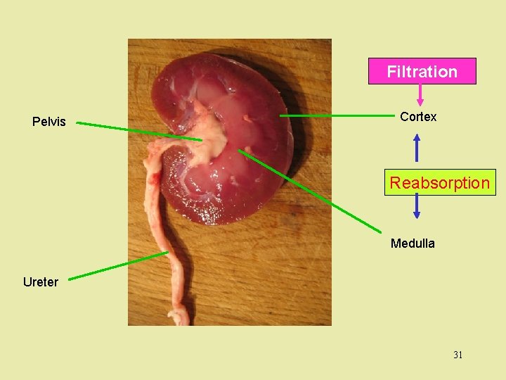 Filtration Pelvis Cortex Reabsorption Medulla Ureter 31 