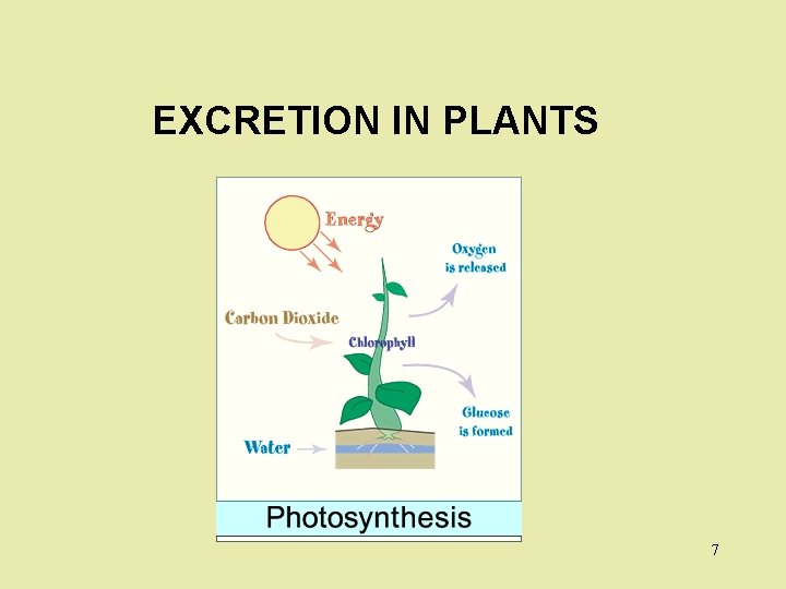 EXCRETION IN PLANTS 7 