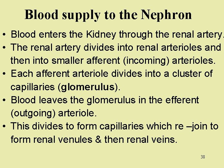 Blood supply to the Nephron • Blood enters the Kidney through the renal artery.
