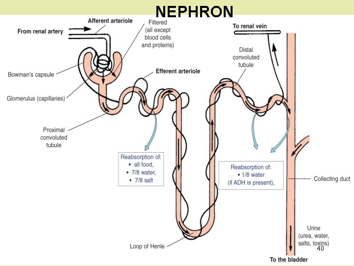 NEPHRON 40 