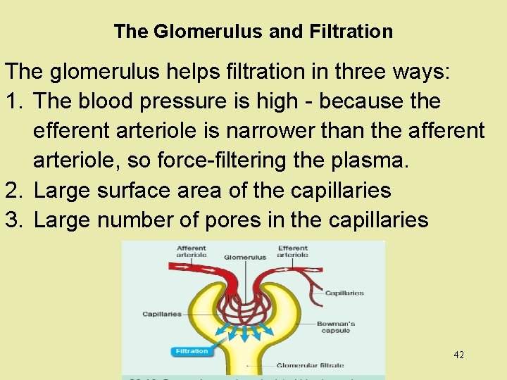 The Glomerulus and Filtration The glomerulus helps filtration in three ways: 1. The blood
