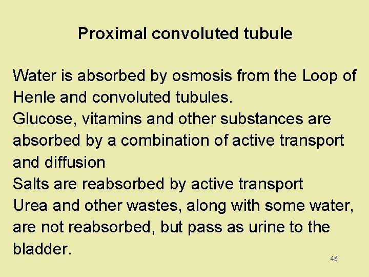 Proximal convoluted tubule Water is absorbed by osmosis from the Loop of Henle and