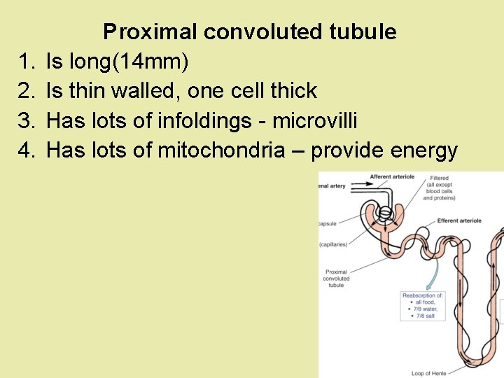 1. 2. 3. 4. Proximal convoluted tubule Is long(14 mm) Is thin walled, one