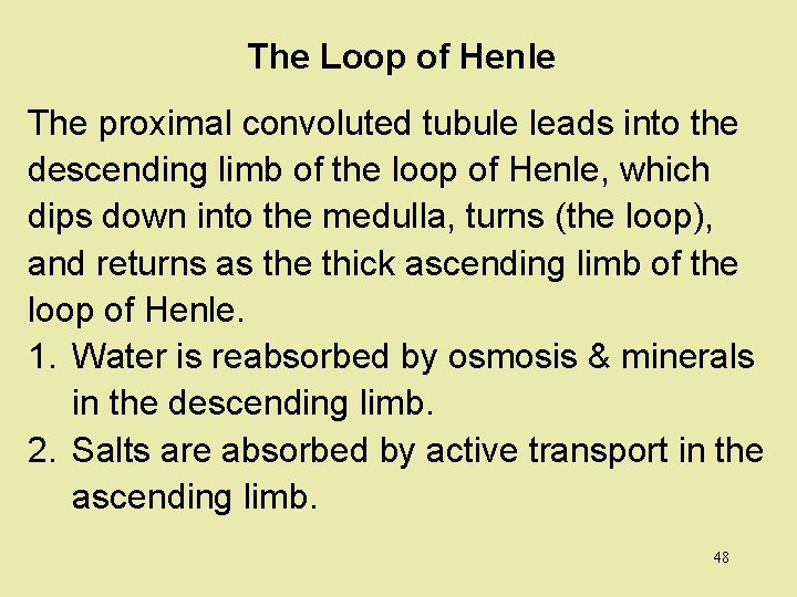 The Loop of Henle The proximal convoluted tubule leads into the descending limb of