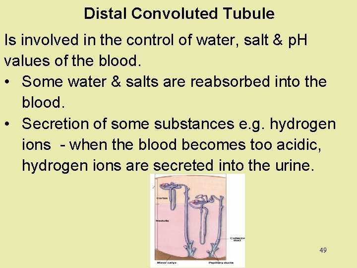 Distal Convoluted Tubule Is involved in the control of water, salt & p. H