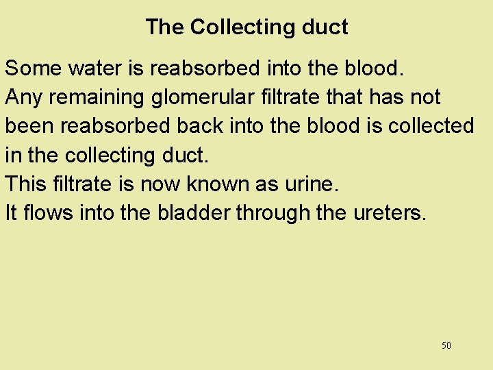 The Collecting duct Some water is reabsorbed into the blood. Any remaining glomerular filtrate