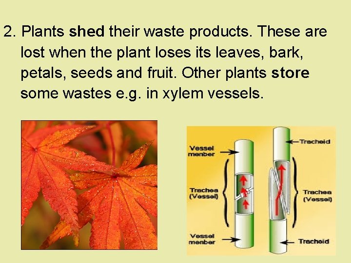 2. Plants shed their waste products. These are lost when the plant loses its