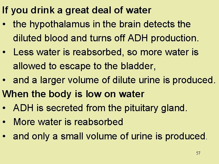 If you drink a great deal of water • the hypothalamus in the brain