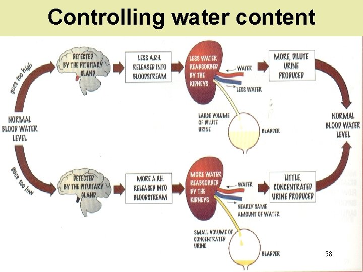 Controlling water content 58 