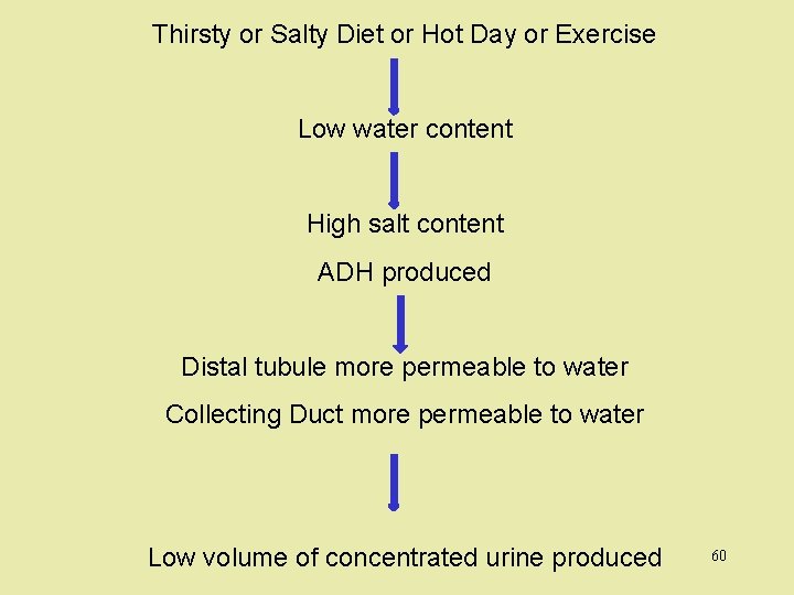 Thirsty or Salty Diet or Hot Day or Exercise Low water content High salt