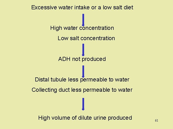 Excessive water intake or a low salt diet High water concentration Low salt concentration