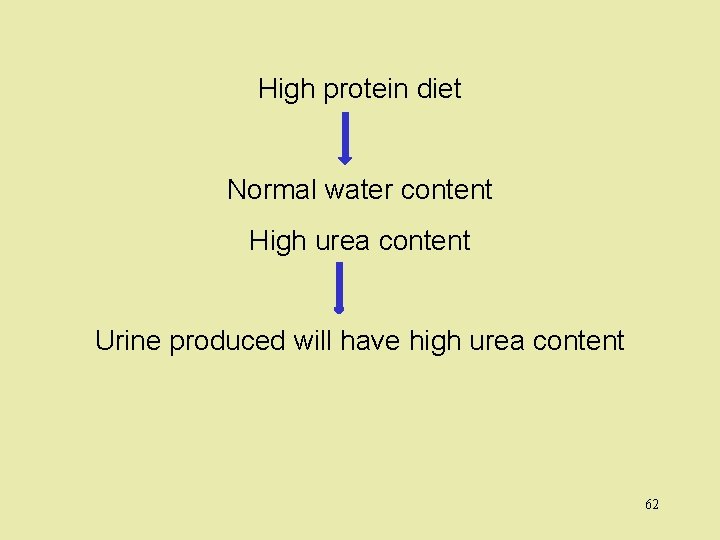 High protein diet Normal water content High urea content Urine produced will have high
