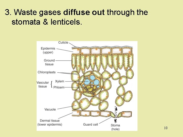 3. Waste gases diffuse out through the stomata & lenticels. 10 