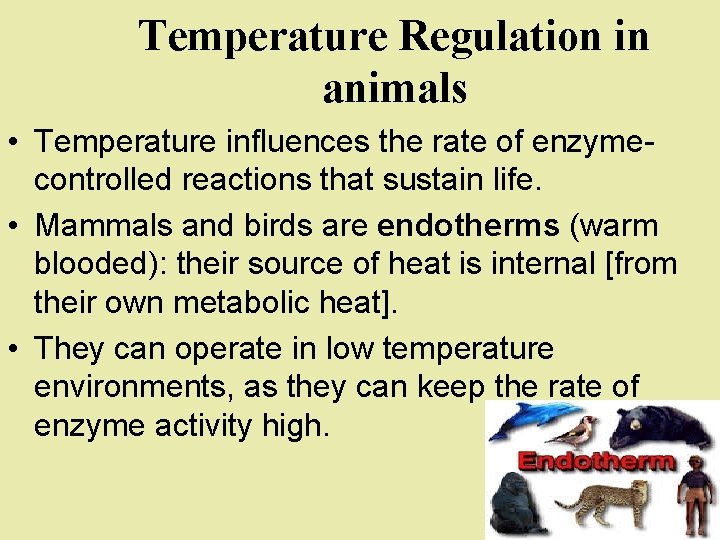 Temperature Regulation in animals • Temperature influences the rate of enzymecontrolled reactions that sustain