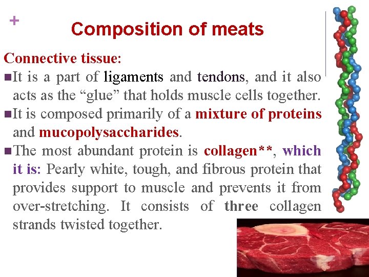 + Composition of meats Connective tissue: n It is a part of ligaments and