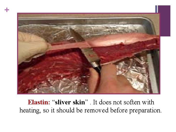 + Elastin: “sliver skin”. It does not soften with heating, so it should be