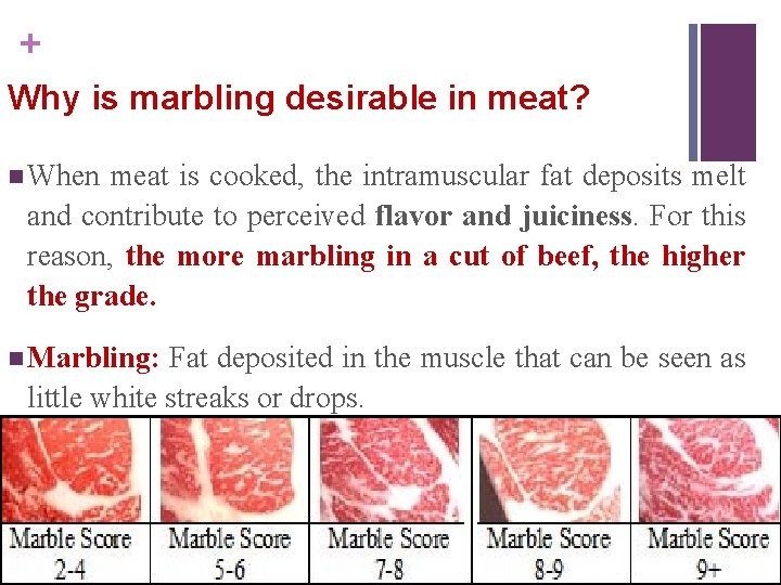 + Why is marbling desirable in meat? n When meat is cooked, the intramuscular