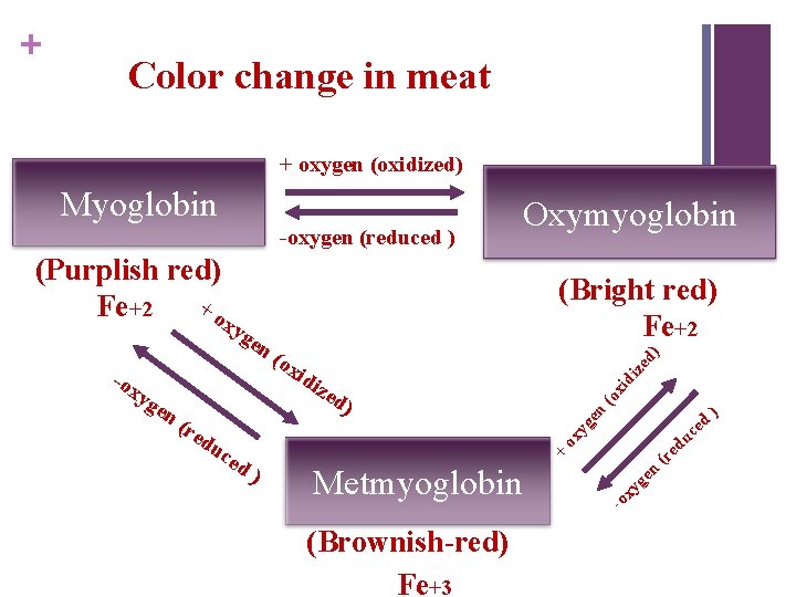 + Color change in meat + oxygen (oxidized) Myoglobin -oxygen (reduced ) d) ze