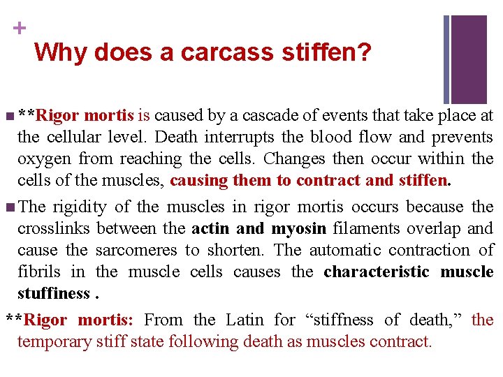 + Why does a carcass stiffen? n **Rigor mortis is caused by a cascade