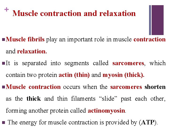 + Muscle contraction and relaxation n Muscle fibrils play an important role in muscle