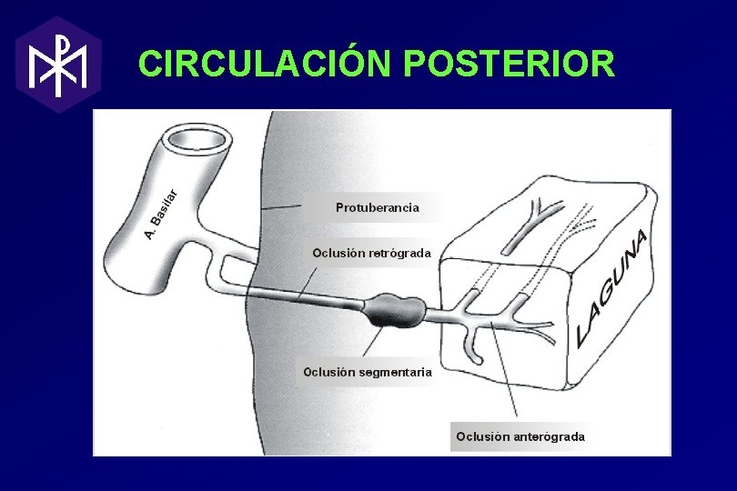 CIRCULACIÓN POSTERIOR CIRCULACIÓN POSTERIOR