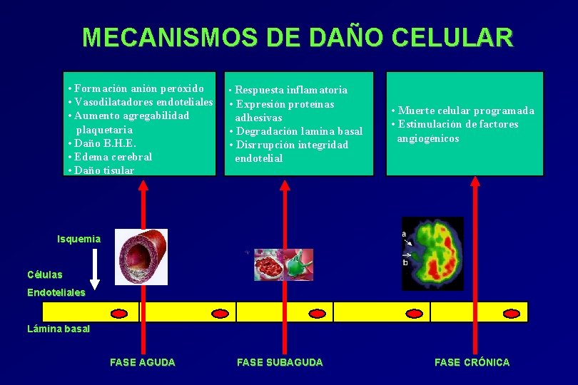 MECANISMOS DE DAÑO CELULAR • Formación anión peróxido • Vasodilatadores endoteliales • Aumento agregabilidad MECANISMOS DE DAÑO CELULAR • Formación anión peróxido • Vasodilatadores endoteliales • Aumento agregabilidad