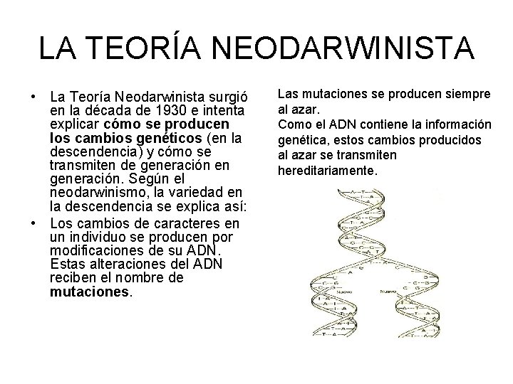 LA TEORÍA NEODARWINISTA • La Teoría Neodarwinista surgió en la década de 1930 e