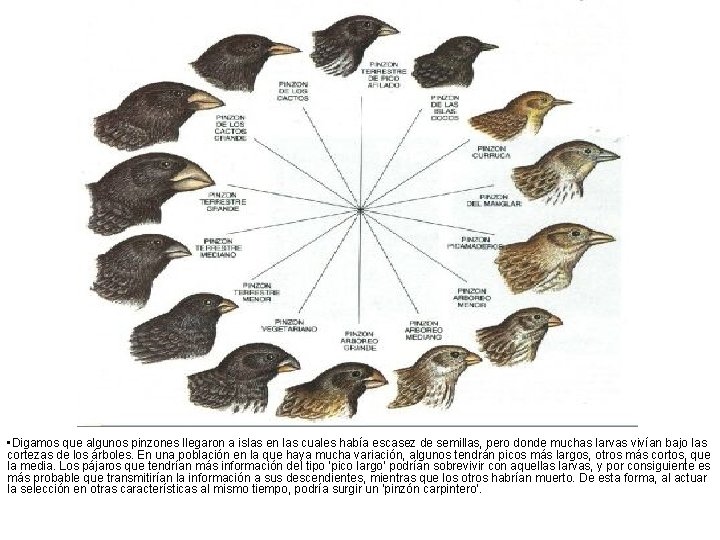  • Digamos que algunos pinzones llegaron a islas en las cuales había escasez