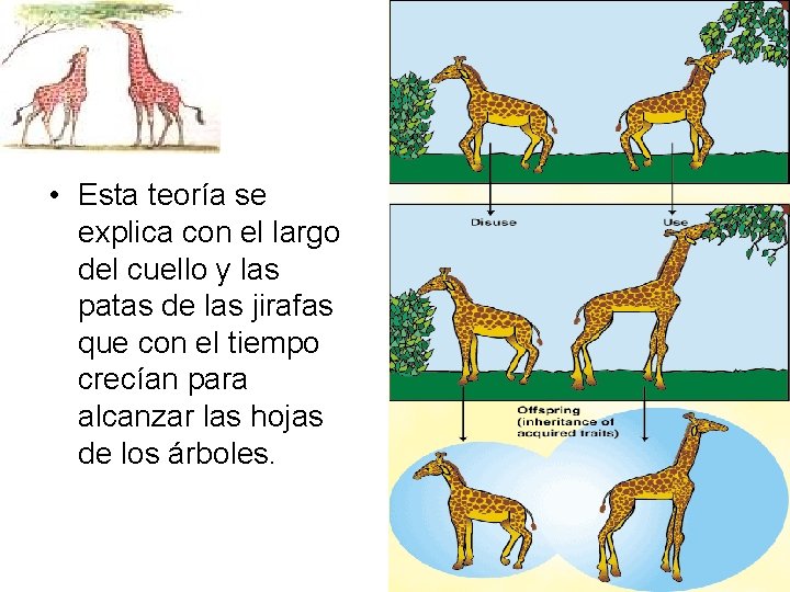  • Esta teoría se explica con el largo del cuello y las patas