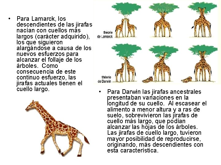  • Para Lamarck, los descendientes de las jirafas nacían con cuellos más largos