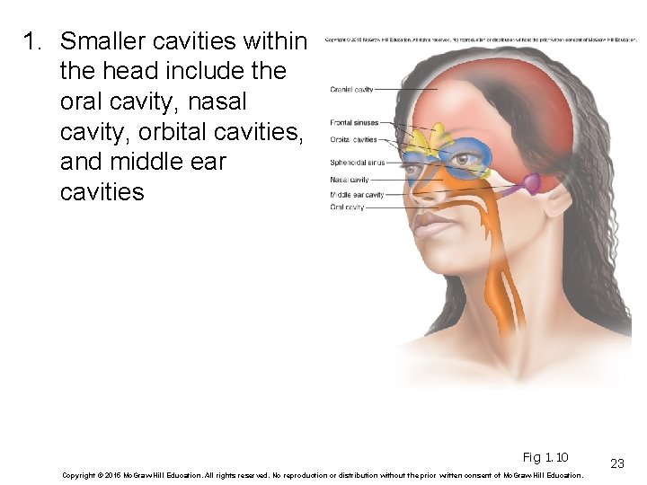 1. Smaller cavities within the head include the oral cavity, nasal cavity, orbital cavities,