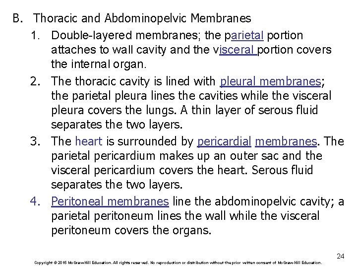 B. Thoracic and Abdominopelvic Membranes 1. Double-layered membranes; the parietal portion attaches to wall