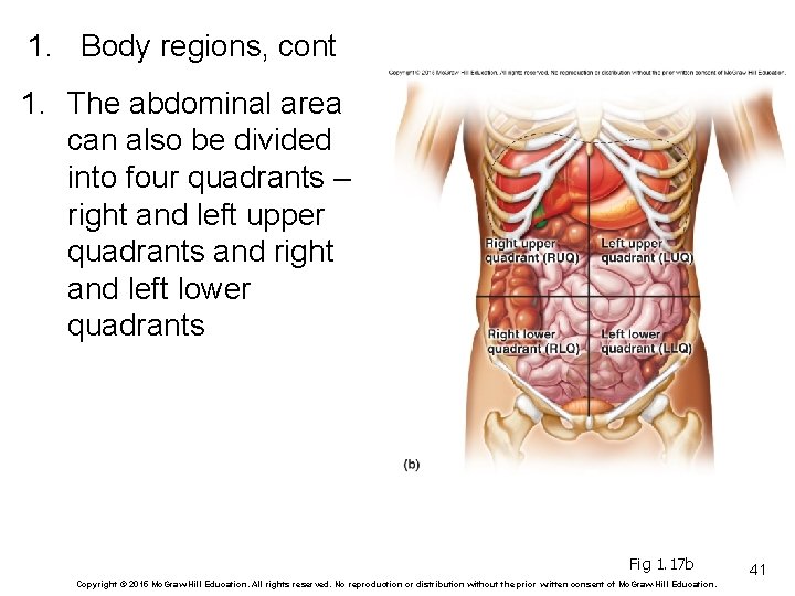 1. Body regions, cont 1. The abdominal area can also be divided into four