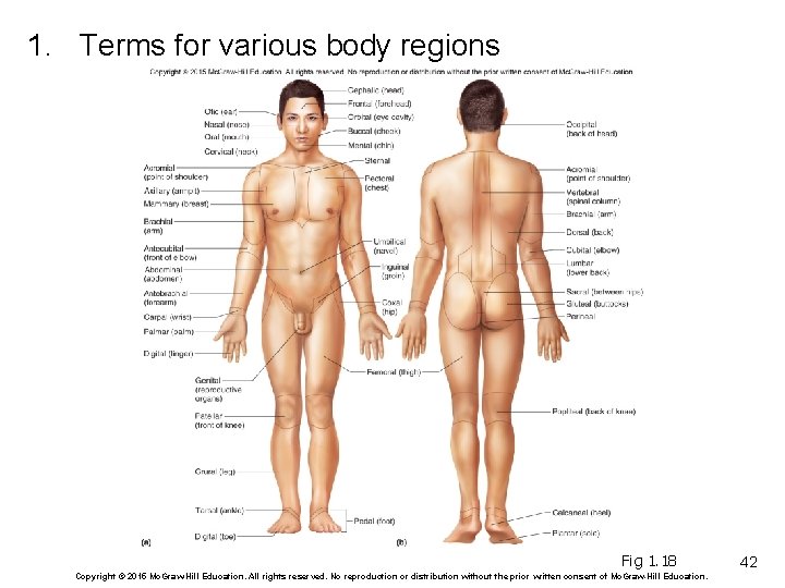 1. Terms for various body regions Fig 1. 18 Copyright © 2015 Mc. Graw-Hill