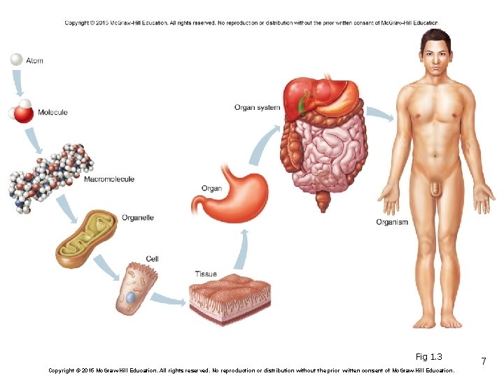 Fig 1. 3 Copyright © 2015 Mc. Graw-Hill Education. All rights reserved. No reproduction